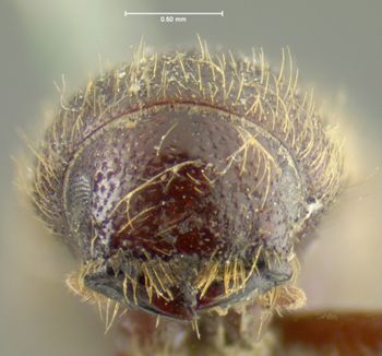 Media type: image;   Entomology 8289 Aspect: head frontal view